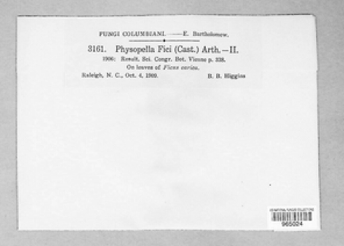 Cerotelium image